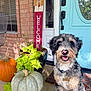 dog, pumpkin, porch, welcome_sign, scarecrow, plant, greenery, blue_door, brick_wall, smiling_dog, dog_collar, fall_decor, outdoor, pet, happy, leaf, concrete_floor, door_handle, window, mat