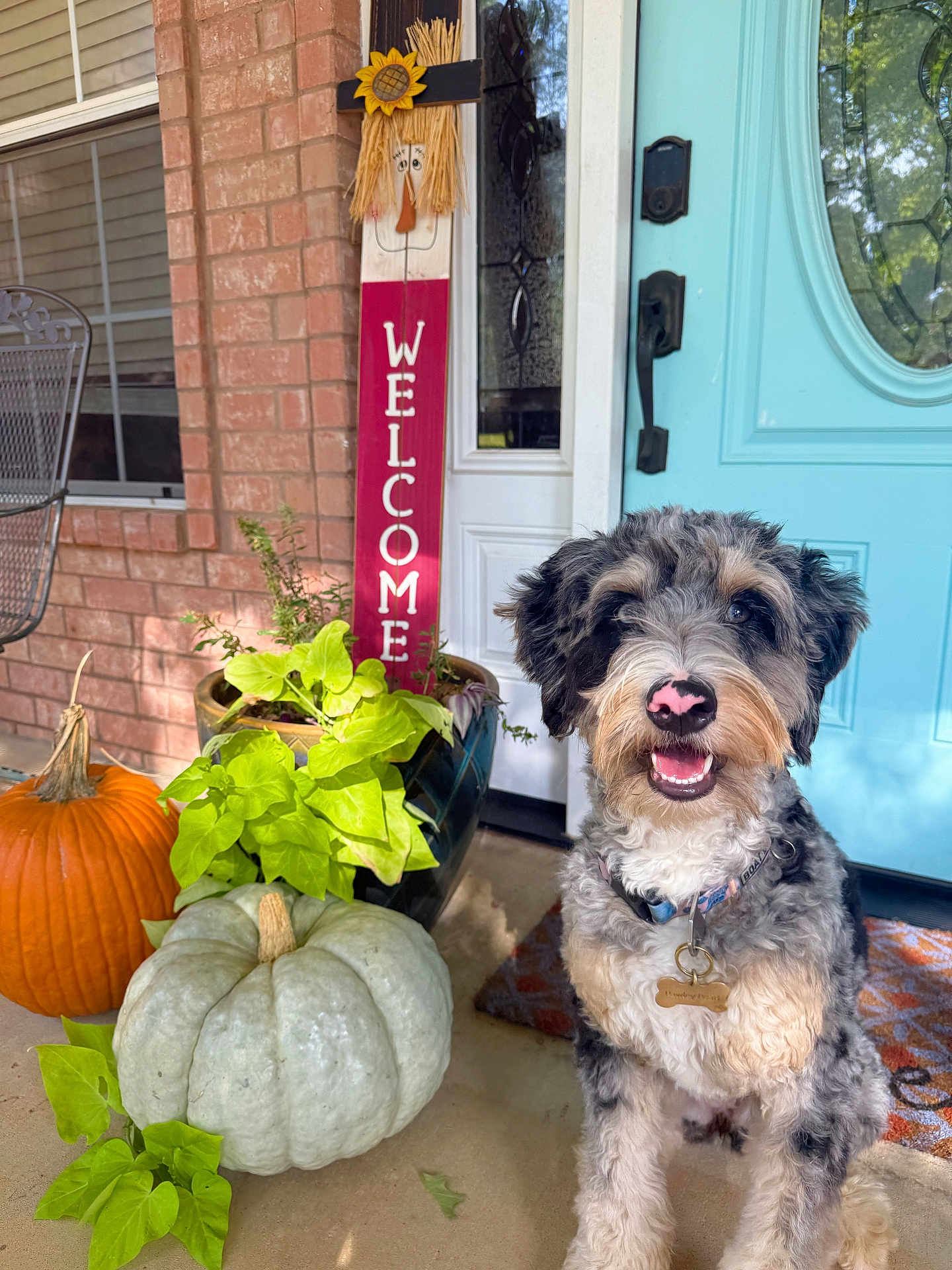 Pawley Pearl joined the competition — help win amazing prizes! dog, pumpkin, porch, welcome_sign, scarecrow, plant, greenery, blue_door, brick_wall, smiling_dog, dog_collar, fall_decor, outdoor, pet, happy, leaf, concrete_floor, door_handle, window, mat