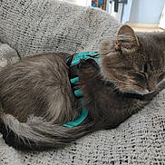 Grisette participe au concours pour gagner de l'argent avec cette photo : cat, gray_cat, sleeping, harness, knitted_blanket, cozy, indoor, pet, fur, tail, ears, whiskers, relaxed, resting, cute, domestic_animal, animal, feline, soft_texture, blanket