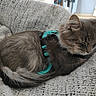 cat, gray_cat, sleeping, harness, knitted_blanket, cozy, indoor, pet, fur, tail, ears, whiskers, relaxed, resting, cute, domestic_animal, animal, feline, soft_texture, blanket