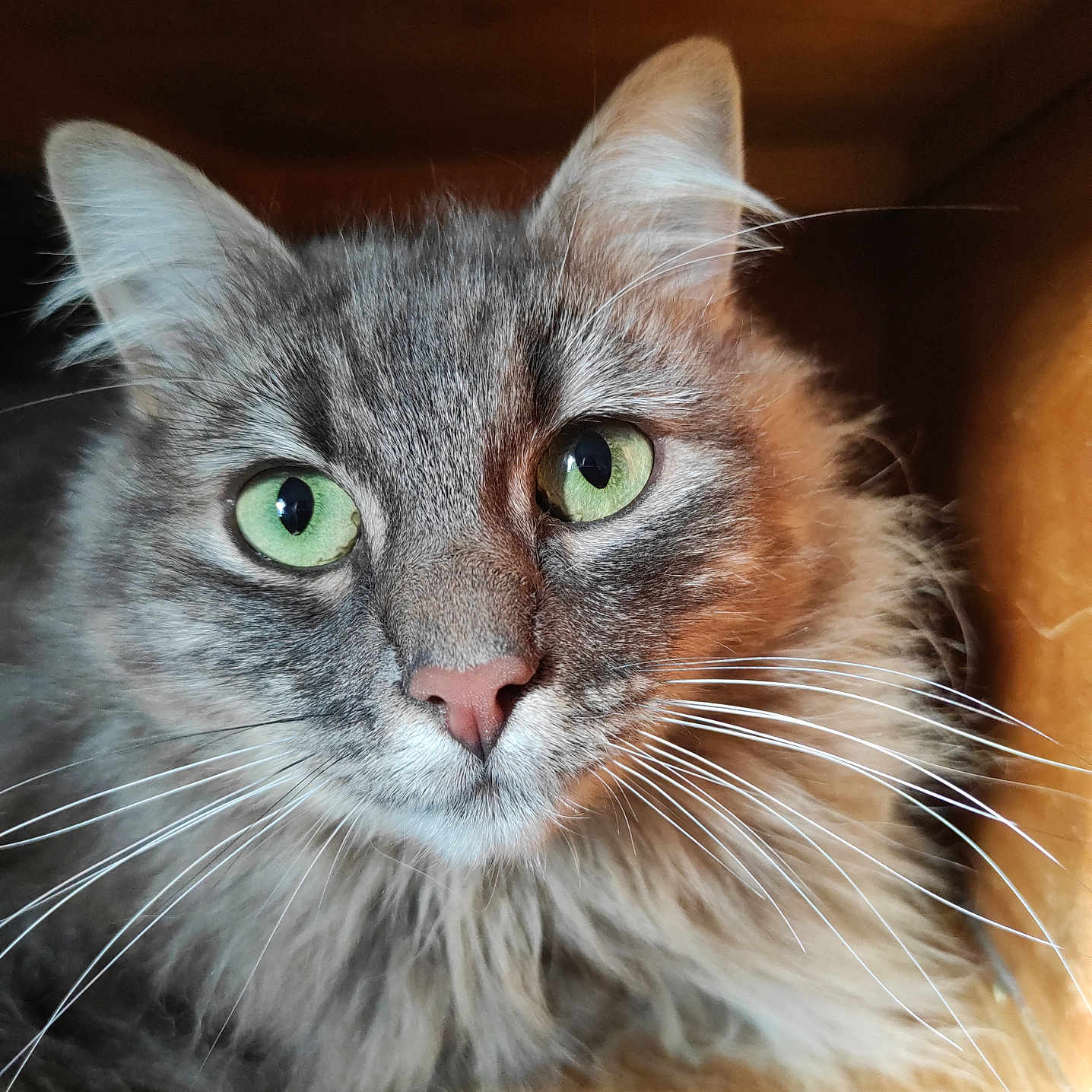 Grisette participe au concours pour gagner de l'argent avec cette photo : cat, close_up, green_eyes, whiskers, fur, tabby, pet, animal, portrait, indoor, wood, box, cute, feline, looking, face, ears, nose, soft, fluffy