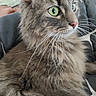 Grisette a rejoint le concours — aidez-le/la à gagner de superbes lots ! cat, fluffy, green_eyes, whiskers, feline, pet, close_up, portrait, fur, animal, cute, domestic_animal, mammal, indoor, looking_away, soft_texture, relaxed, tabby, long_hair, resting