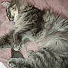 Grisette participe au concours pour gagner de l'argent avec cette photo : cat, tabby, sleeping, fluffy, fur, pet, animal, cozy, blanket, resting, cute, domestic_cat, whiskers, paw, soft, relaxed, indoor, feline, sleep, pink