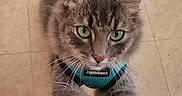 Grisette a rejoint le concours — aidez-le/la à gagner de superbes lots ! cat, gray_cat, green_eyes, feline, pet, indoor, curious, fur, whiskers, paws, harness, playful, close_up, looking_up, floor, tile_floor, domestic_animal, animal, cute, mammal