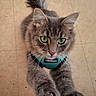 cat, gray_cat, green_eyes, feline, pet, indoor, curious, fur, whiskers, paws, harness, playful, close_up, looking_up, floor, tile_floor, domestic_animal, animal, cute, mammal