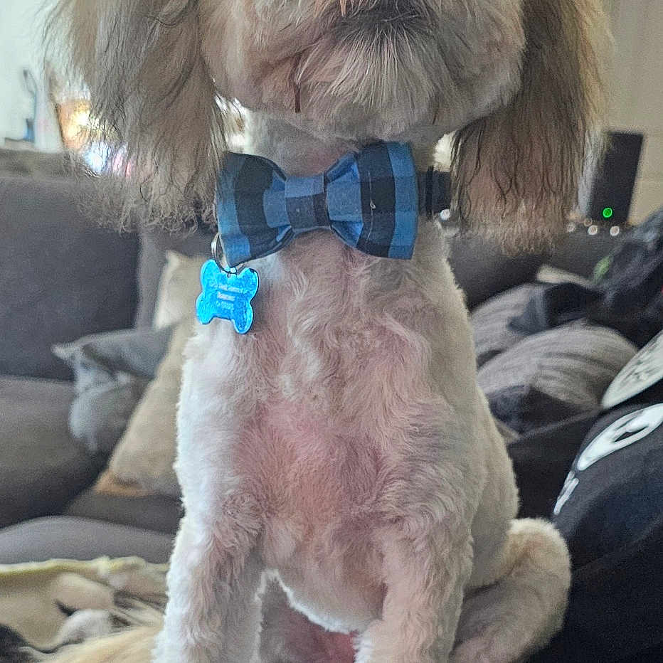 Toby joined the competition — help win amazing prizes! accessories, animal, architecture, building, canine, cat, couch, cushion, dog, formalwear, furniture, homedecor, indoors, livingroom, pet, poodle, puppy, room, terrier, tie