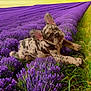 Luna Blue joined the competition — help win amazing prizes! animal, cute, dog, ears, flora, grass, green, joyful, landscape, lavender_field, leaping, nature, outdoor, pet, plants, playful, puppy, purple_flowers, summer, sunlight