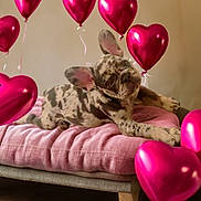 Luna Blue is registered to the contest to win money with this photo: animal, balloons, celebration, cozy, cushioned_bench, cute, decor, dog, ears, french_bulldog, fur, heart_shaped_balloons, indoor, lying_down, merle_pattern, pet, pink_blanket, portrait, puppy, relaxing