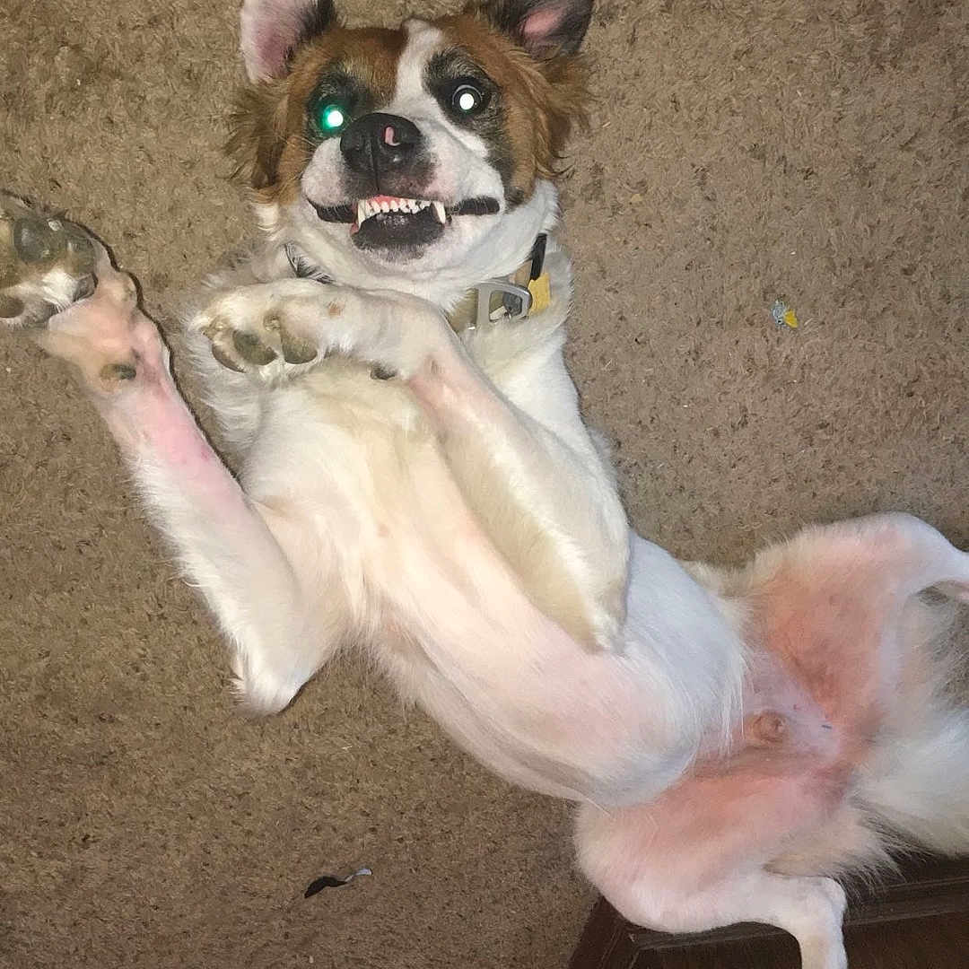 Cody Bear is registered to the contest to win money with this photo: animal, brown_fur, cable, carpet, collar, cute, dog, ears_up, flash_reflection, floor, funny_expression, household, indoor, lying_down, paw, pet, playful, teeth, white_fur, wooden_furniture