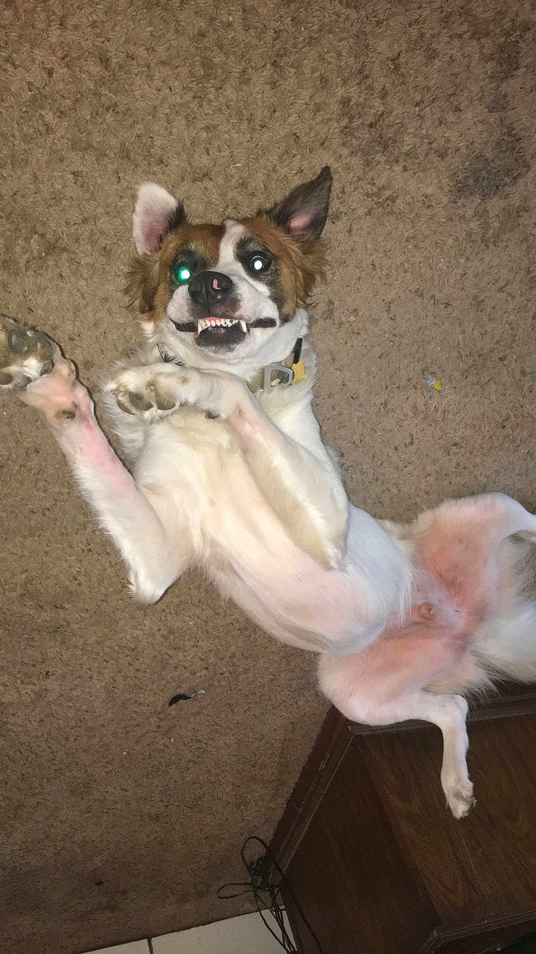 Cody Bear is registered to the contest to win money with this photo: dog, carpet, playful, lying_down, teeth, flash_reflection, indoor, pet, white_fur, brown_fur, ears_up, collar, funny_expression, paw, floor, wooden_furniture, cable, household, cute, animal