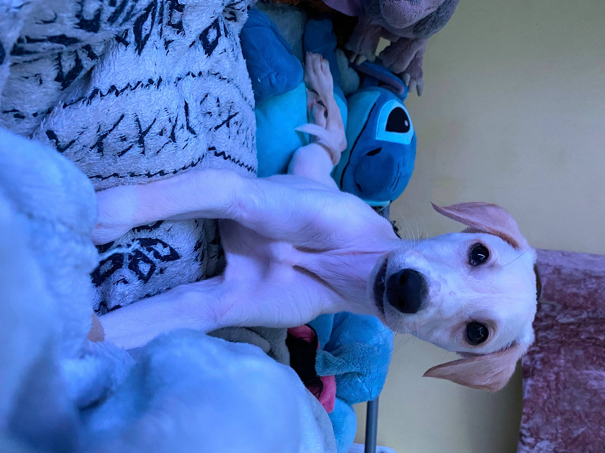 Blue is registered to the contest to win money with this photo: ball, canidae, carnivore, companion_dog, dog, dog_breed, electric_blue, fawn, freezing, fur, linens, non_sporting_group, plush, snout, snow, sporting_group, stuffed_toy, toy, winter, working_animal