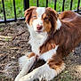 animal, backyard, canine, collie, dog, fence, goldenretriever, grass, handrail, hound, husky, lawn, nature, outdoors, pet, plant, puppy, railing, saintbernard, yard