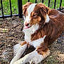 animal, backyard, bodypart, canine, cockerspaniel, collie, dog, fence, goldenretriever, grass, handrail, lawn, mouth, nature, outdoors, person, pet, plant, puppy, yard