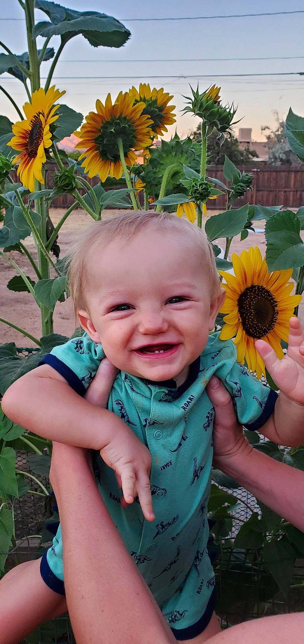 Holden is registered to the contest to win money with this photo: annual_plant, baby, child, flower, flowering_plant, joy, perennial_plant, person, plant, smile, sunflower, sunflower_seed, toddler, yellow