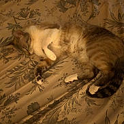 Isis a rejoint le concours — aidez-le/la à gagner de superbes lots ! animal, bed, bedspread, brown_fur, cat, cozy, feline, floral_pattern, fluffy, fur, indoors, lying_down, pet, relaxed, resting, sleeping, tabby, vintage_style, warm_lighting, white_fur