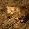 animal, bed, bedspread, brown_fur, cat, cozy, feline, floral_pattern, fluffy, fur, indoors, lying_down, pet, relaxed, resting, sleeping, tabby, vintage_style, warm_lighting, white_fur