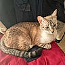 animal, blanket, cat, clothing, couch, cozy, feline, home_decor, indoors, kitten, lying_down, pet, pointed_ears, portrait, red_blanket, relaxed, striped_tail, sweater, tabby, whiskers