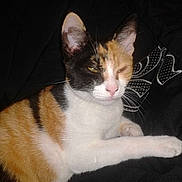 Minette a rejoint le concours — aidez-le/la à gagner de superbes lots !