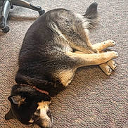 Midnight joined the competition — help win amazing prizes! dog, sleeping, relaxed, lying_down, upside_down, carpet, indoor, office, office_chair, sunlight, shadow, brown_fur, black_fur, tan_fur, paws, tail, legs, pet, cute, funny_pose