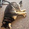 dog, sleeping, relaxed, lying_down, upside_down, carpet, indoor, office, office_chair, sunlight, shadow, brown_fur, black_fur, tan_fur, paws, tail, legs, pet, cute, funny_pose