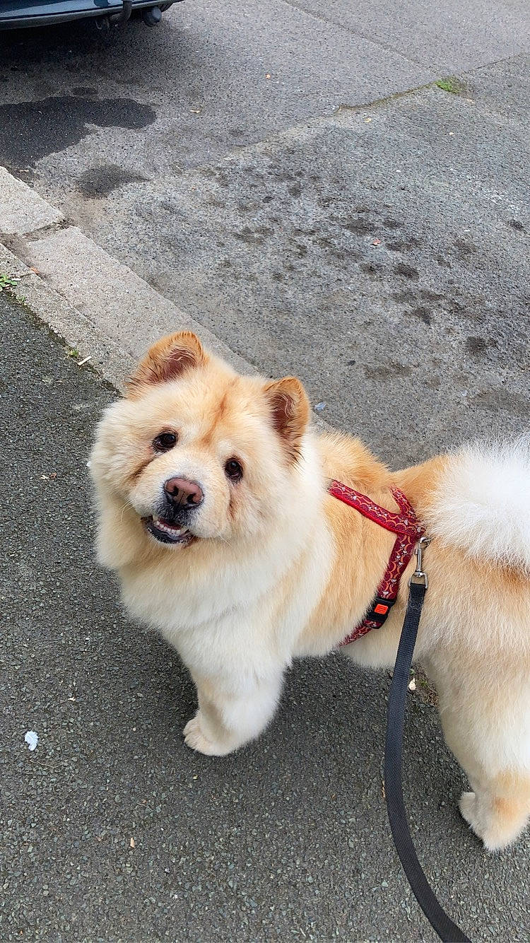 Jessy a rejoint le concours — aidez-le/la à gagner de superbes lots ! carnivore, collar, companion_dog, dog, dog_breed, dog_collar, dog_supply, fawn, fur, german_spitz, german_spitz_klein, leash, mammal, pomeranian, snout, spitz, toy_dog, vertebrate, whiskers, working_animal