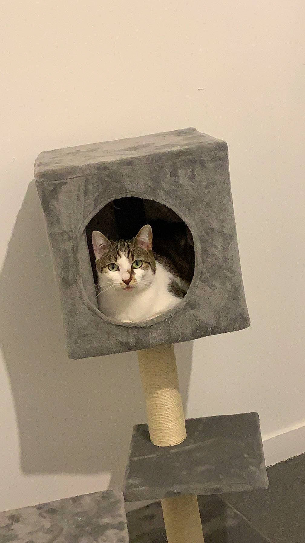 Tina a rejoint le concours — aidez-le/la à gagner de superbes lots ! box, carnivore, cat, domestic_short_haired_cat, eye, fashion_accessory, felidae, formal_wear, fur, grey, pedestal, pet_supply, rectangle, room, small_to_medium_sized_cats, tail, whiskers