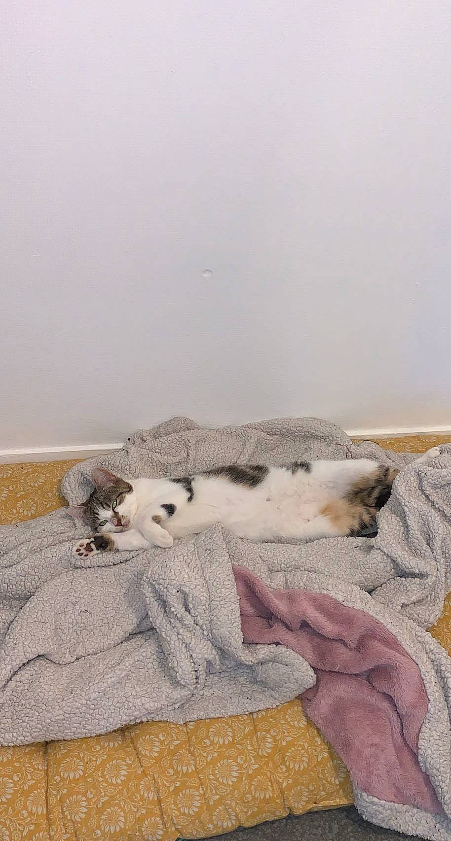 Tina participe au concours pour gagner de l'argent avec cette photo : art, bed, bedding, canidae, carnivore, comfort, fawn, felidae, flooring, fur, grey, linens, paw, small_to_medium_sized_cats, sporting_group, stuffed_toy, tail, toy, whiskers, wood