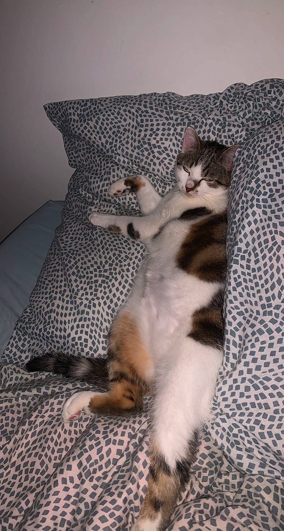 Tina participe au concours pour gagner de l'argent avec cette photo : bedding, carnivore, cat, comfort, couch, domestic_short_haired_cat, duvet, felidae, flooring, fur, grey, hardwood, linens, pattern, paw, pillow, small_to_medium_sized_cats, tail, whiskers, wood