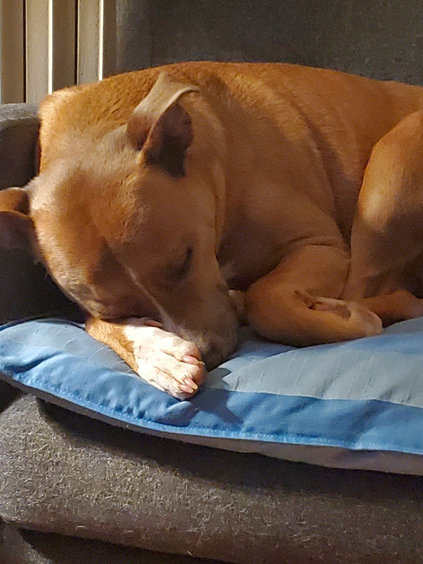 Oscar a rejoint le concours — aidez-le/la à gagner de superbes lots ! blanket, brown_coat, closeup, couch, cozy, curled_up, cushion, dog, domestic_animal, ear, fur, home, indoor, nose, paw, pet_bed, relaxed, resting, sleeping, snout