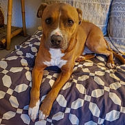Oscar participe au concours pour gagner de l'argent avec cette photo : bed, blanket, brown_dog, couch, dog, eyes, face, fur, furniture, indoor, lying_down, nose, patterned_bedding, paws, pet, pillow, pitbull_type, portrait, relaxed, whiskers