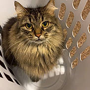 Miso joined the competition — help win amazing prizes! animal, basket, cat, closeup, cozy, curious, cute, domestic, feline, fluffy, fur, indoor, laundry_basket, looking_up, pet, portrait, tabby, whiskers, white, yellow_eyes