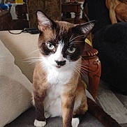 Coco joined the competition — help win amazing prizes! background, blue_eyes, brown_fur, cat, couch, curious, ears, feline, furniture, household, indoor, living_room, microwave, person, pet, relaxed, tail, whiskers, white_paws, wooden_table