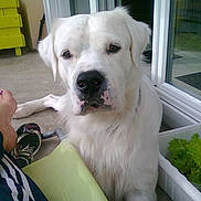 Ross participe au concours pour gagner de l'argent avec cette photo : dog, white_dog, pet, animal, outdoor, patio, person, bare_feet, toenails, yellow_cabinet, plant_container, lettuce, glass_door, concrete_floor, relaxation, companion, fur, portrait, calm, domestic
