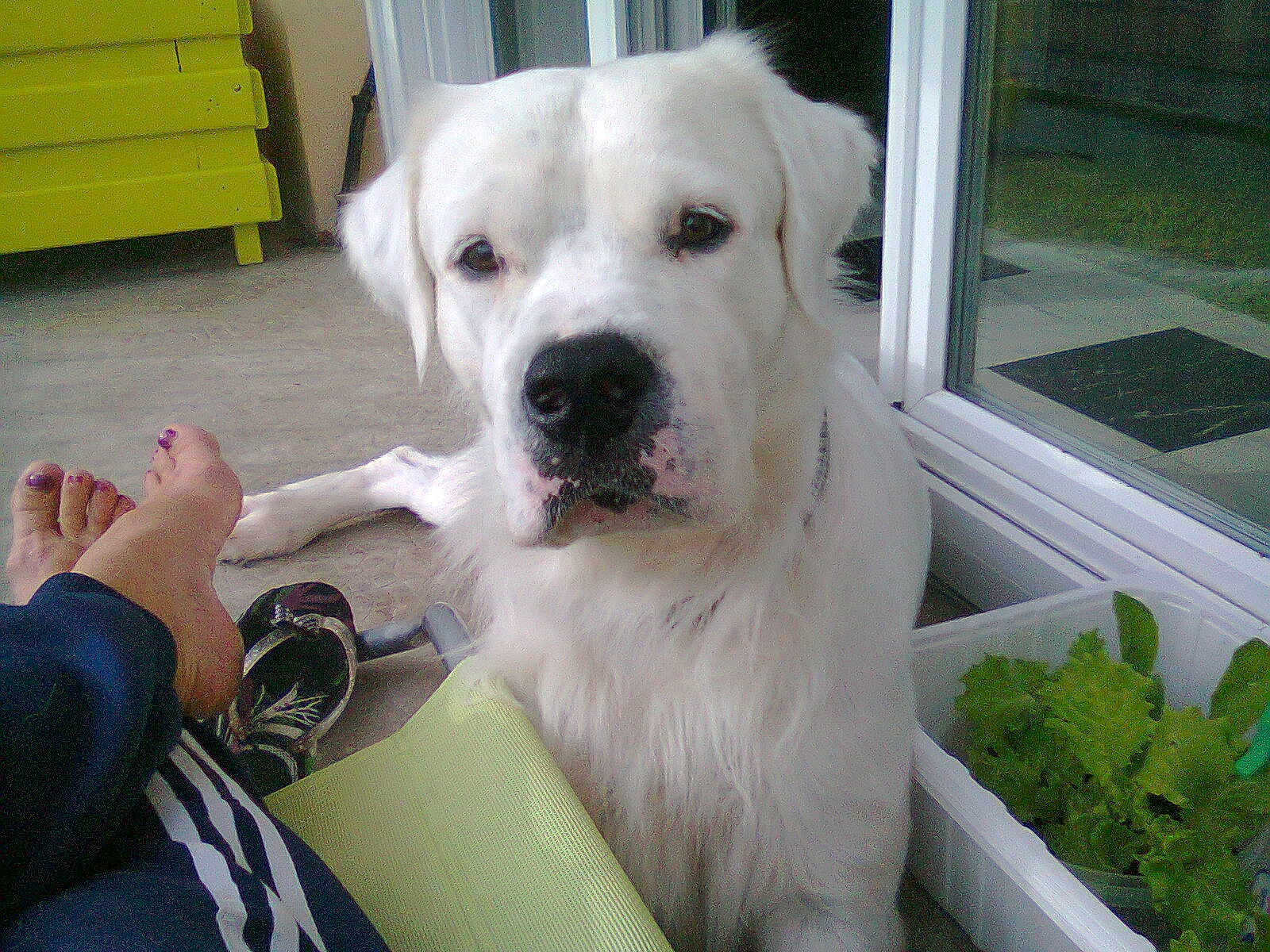Ross participe au concours pour gagner de l'argent avec cette photo : dog, white_dog, pet, animal, outdoor, patio, person, bare_feet, toenails, yellow_cabinet, plant_container, lettuce, glass_door, concrete_floor, relaxation, companion, fur, portrait, calm, domestic