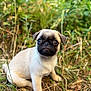 adorable, animal, cute, dog, eyes, fur, grass, ground, leaf, looking, mammal, nature, outdoor, pet, portrait, pug, puppy, sitting, small, young