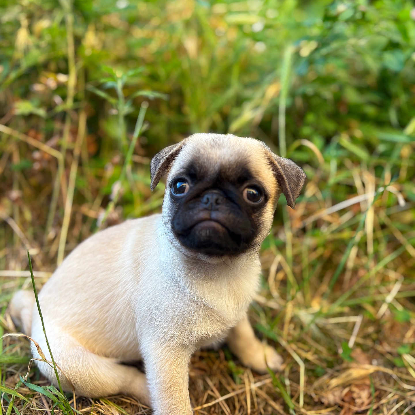 Aïko a rejoint le concours — aidez-le/la à gagner de superbes lots ! adorable, animal, cute, dog, eyes, fur, grass, ground, leaf, looking, mammal, nature, outdoor, pet, portrait, pug, puppy, sitting, small, young