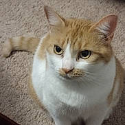 Bae is registered to the contest to win money with this photo: cat, orange_cat, white_cat, pet, fur, animal, carpet, indoor, cute, domestic_cat, whiskers, ears, tail, paws, looking_up, sitting, feline, closeup, curious, adorable