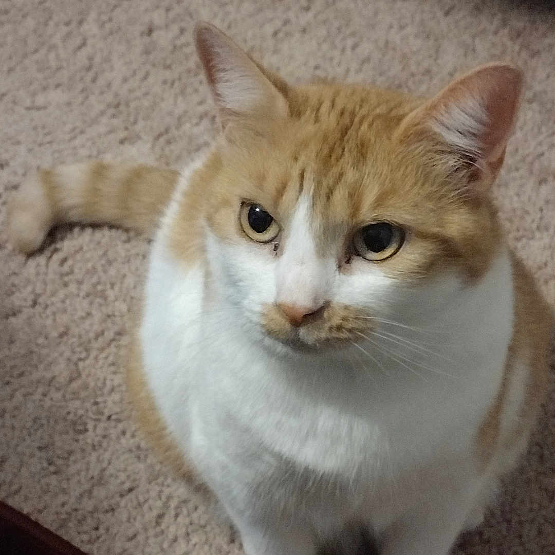 Bae