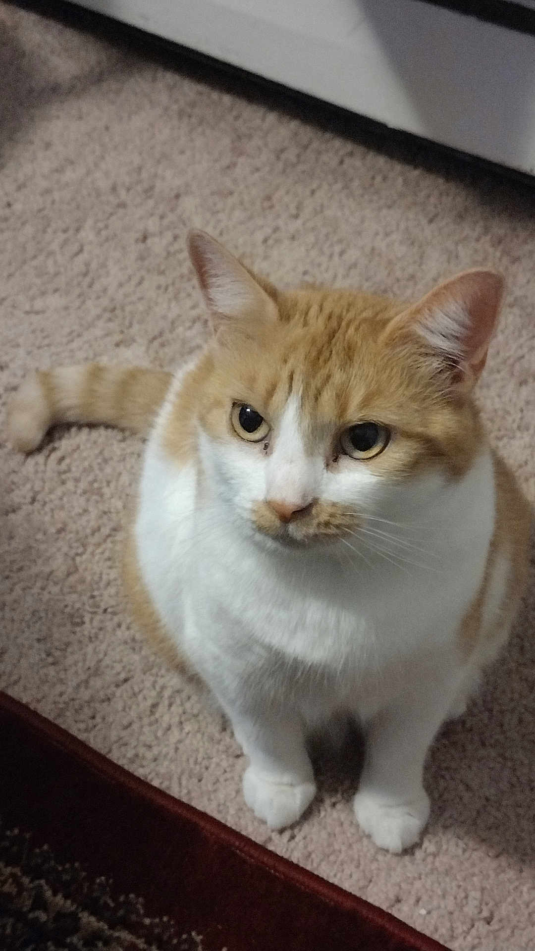 Bae is registered to the contest to win money with this photo: cat, orange_cat, white_cat, pet, fur, animal, carpet, indoor, cute, domestic_cat, whiskers, ears, tail, paws, looking_up, sitting, feline, closeup, curious, adorable