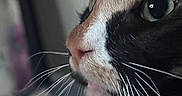 Minerva is registered to the contest to win money with this photo: animal, calico, cat, close_up, curious, cute, domestic, face, feline, focus, fur, green_eye, indoor, muzzle, nose, pet, portrait, profile, soft_light, whiskers