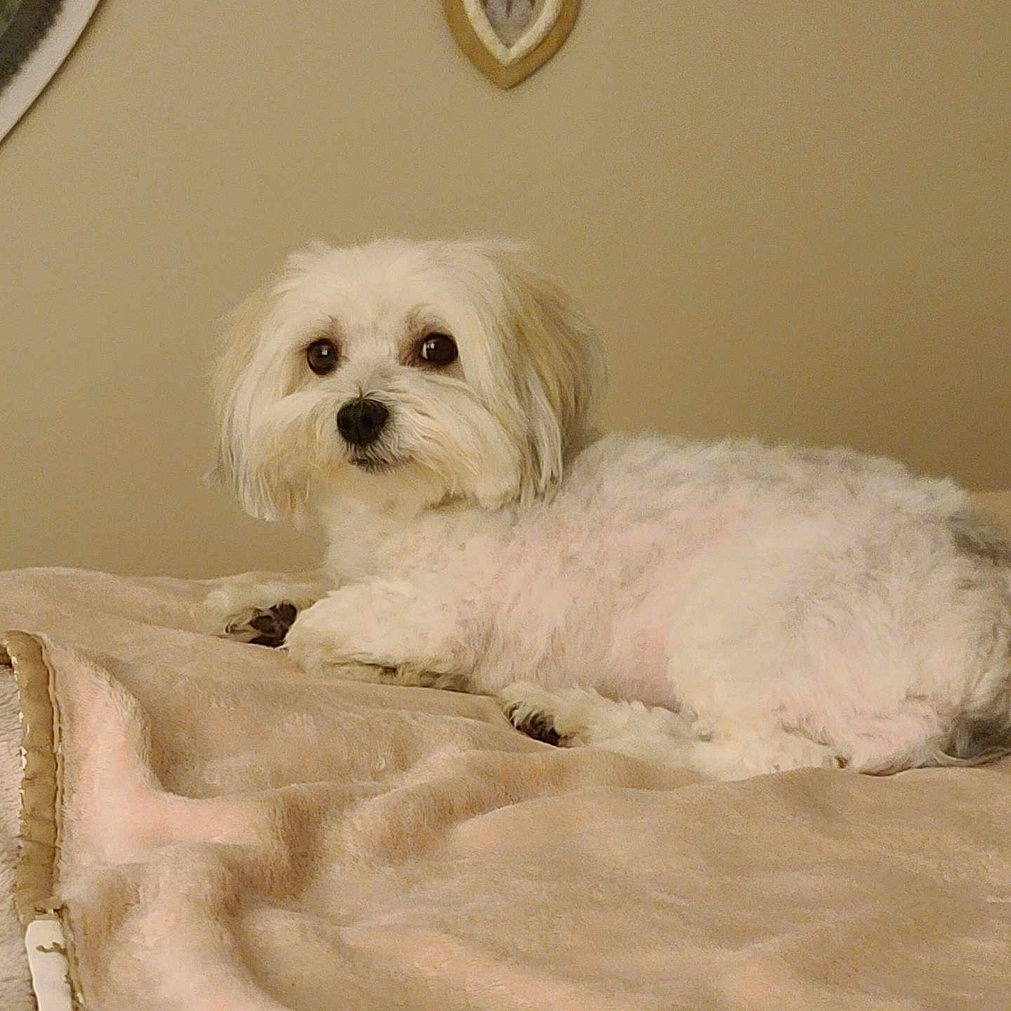 Lilou a rejoint le concours — aidez-le/la à gagner de superbes lots ! accessories, animal, bed, bedroom, blanket, canine, cockerspaniel, couch, dog, eskimodog, furniture, homedecor, indoors, linen, pet, poodle, puppy, room, terrier, whitedog