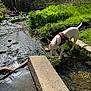 dog, white_dog, red_harness, stream, water, grass, greenery, sunlight, outdoor, nature, rocks, shallow_water, curious, exploring, park, daytime, animal, canine, leash, quiet