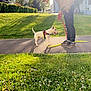 dog, person, leash, grass, pathway, sunlight, tree, flower, outdoor, play, toy, harness, shoes, shadow, nature, spring, park, greenery, recreation, daytime