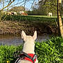 dog, harness, grass, river, trees, horses, field, nature, outdoor, animal, daylight, blue_sky, greenery, peaceful, grazing, canine, leisure, scenic, wildlife, summer