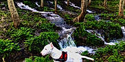 Tyson a rejoint le concours — aidez-le/la à gagner de superbes lots ! dog, white_dog, forest, trees, stream, waterfall, greenery, plants, nature, outdoor, animal, canine, harness, water, flowing_water, landscape, moss, branch, daylight, scenic