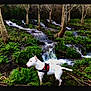dog, white_dog, forest, trees, stream, waterfall, greenery, plants, nature, outdoor, animal, canine, harness, water, flowing_water, landscape, moss, branch, daylight, scenic