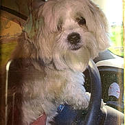 Fritz joined the competition — help win amazing prizes! animal, candid, car, companion, curious, cute, daylight, dog, fluffy, furry, hand, inside_car, pet, portrait, seat, steering_wheel, travel, vehicle, white_dog, window