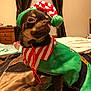dog, chihuahua, costume, holiday, elf, bed, indoor, pet, clothing, brown, small_dog, furniture, curtains, window, blanket, animal, cute, expression, domestic, mammal