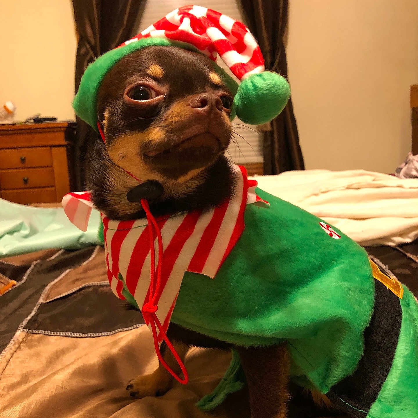 Pakoh is registered to the contest to win money with this photo: animal, bed, blanket, brown, chihuahua, clothing, costume, curtains, cute, dog, domestic, elf, expression, furniture, holiday, indoor, mammal, pet, small_dog, window