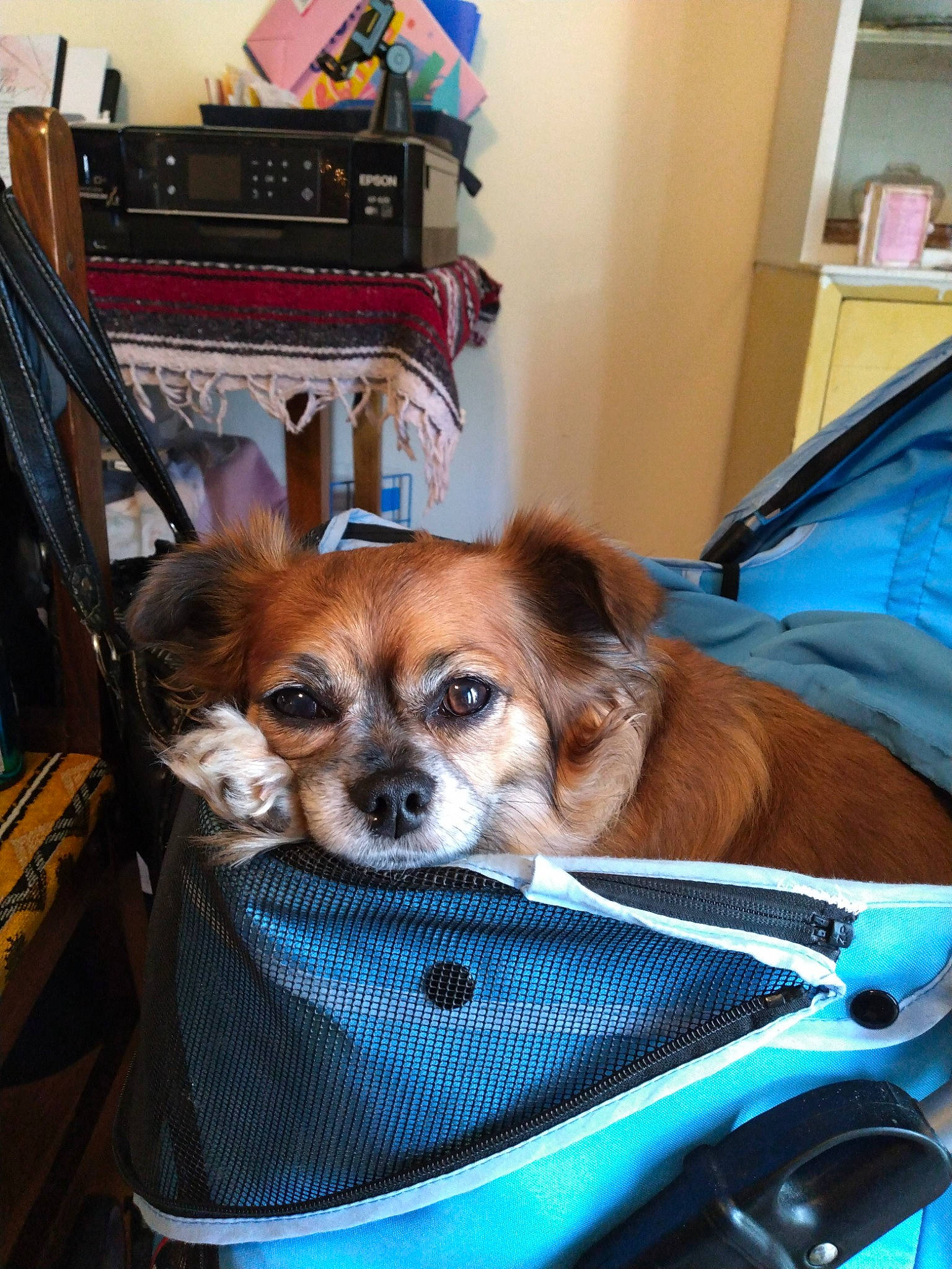 Lani joined the competition — help win amazing prizes! automotive_exterior, bag, blue, canidae, car_seat, carnivore, chair, companion_dog, desk, dog, dog_breed, dog_supply, door, fawn, fur, personal_luxury_car, sporting_group, toy_dog, vehicle_door, windshield